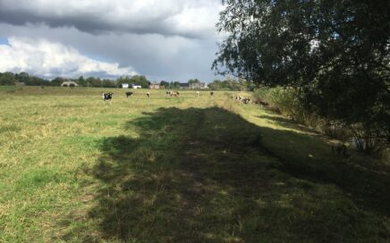 grasland in de uiterwaarden van de Maas